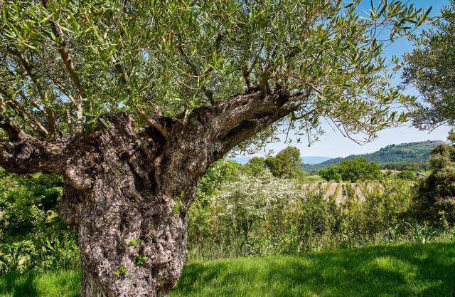 Villa La Coste, Hotel, Restaurants and Spa in Provence